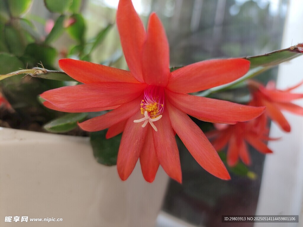 蟹爪兰 红花 花卉 花朵 自然