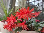蟹爪兰 花 
