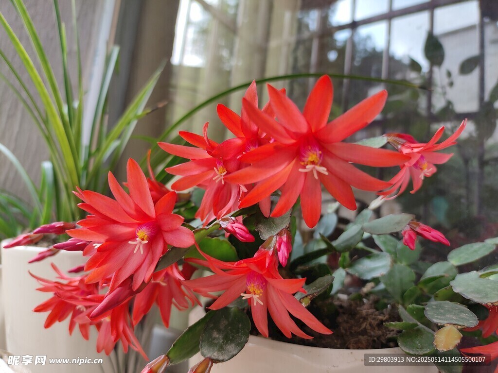 蟹爪兰 花 