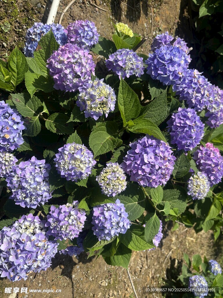 美丽紫色绣球花绽放