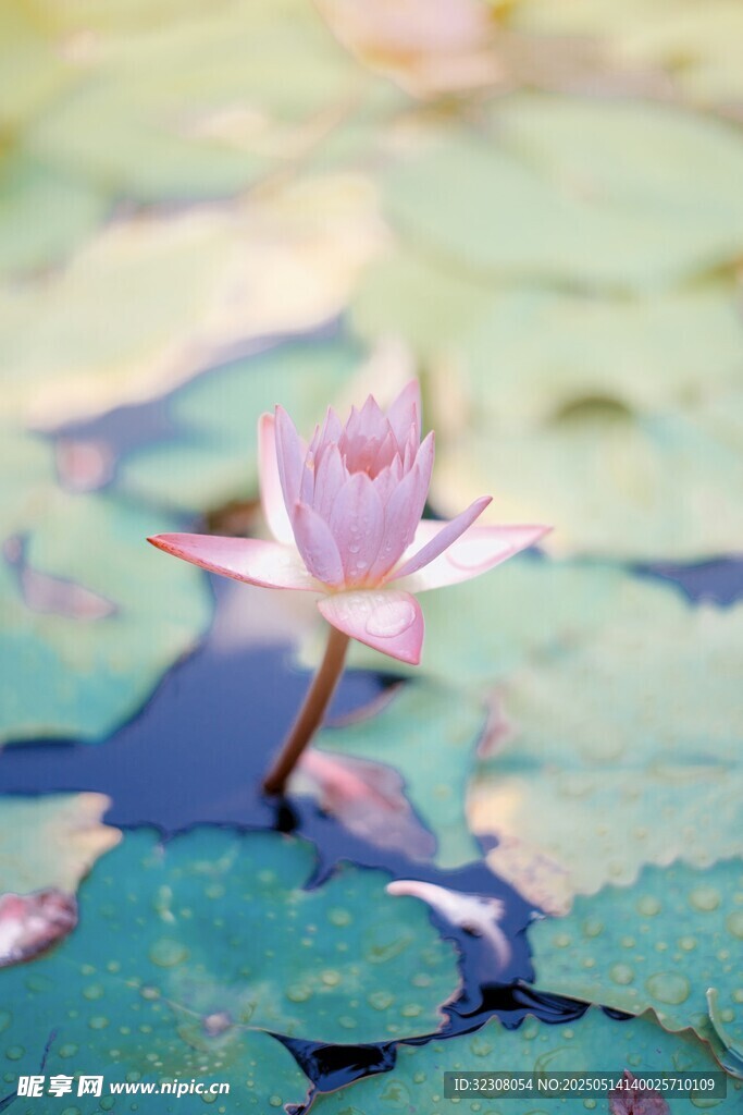 水中绽放的美丽粉色睡莲