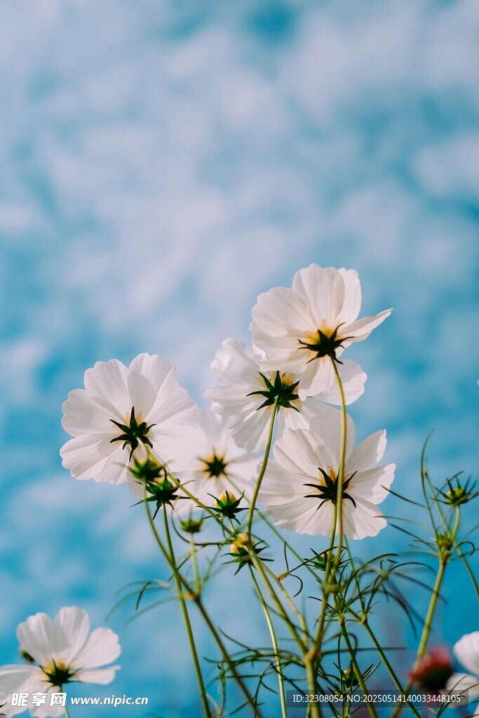 蓝天下的白色波斯菊