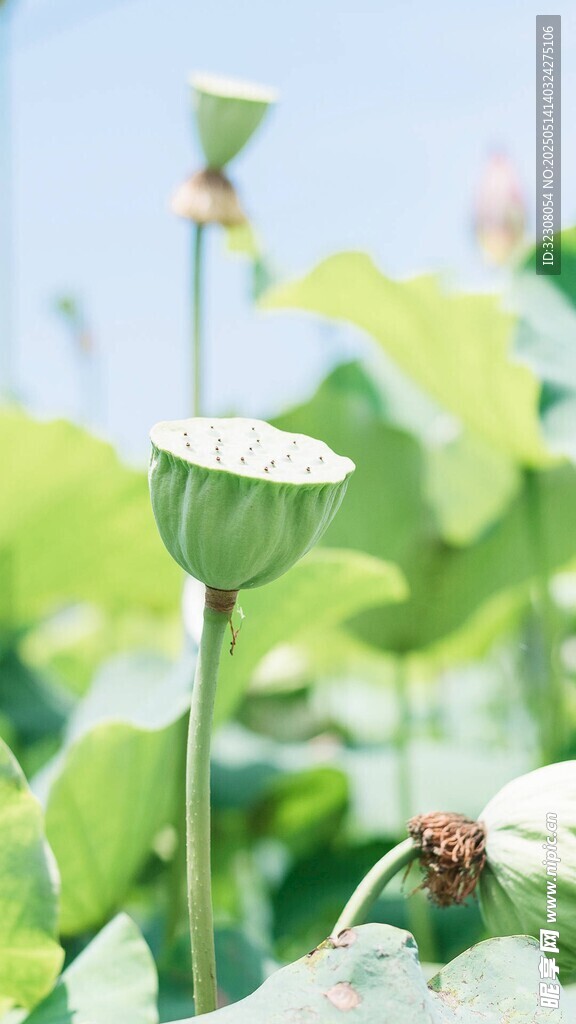 荷塘中的莲蓬与小昆虫