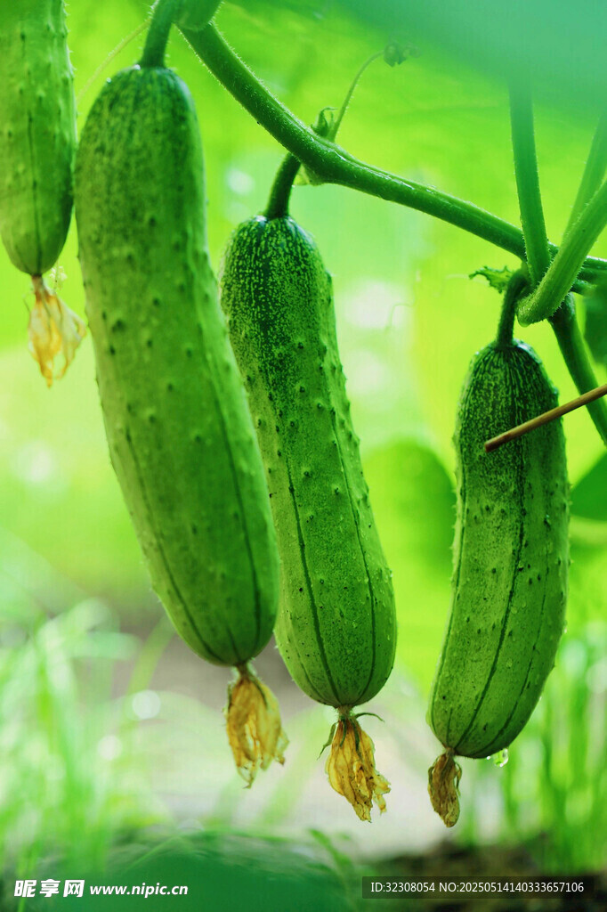 藤蔓上的鲜嫩小黄瓜