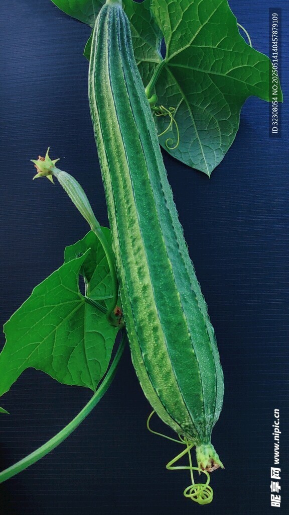 翠绿丝瓜带花与叶