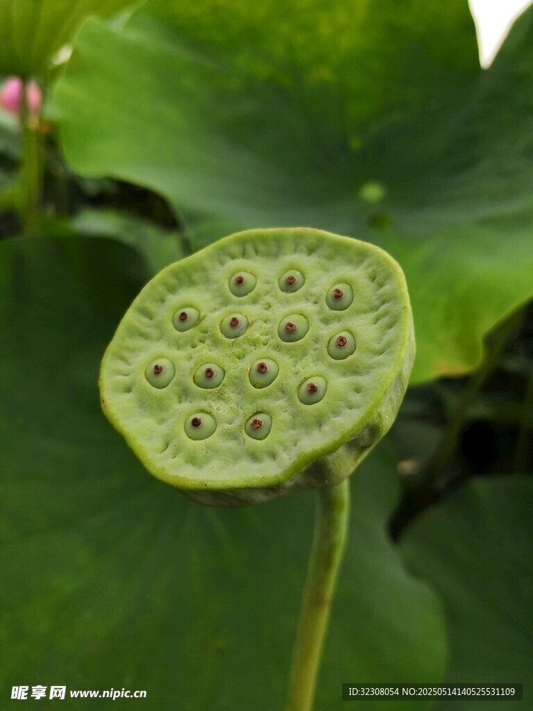 莲蓬特写