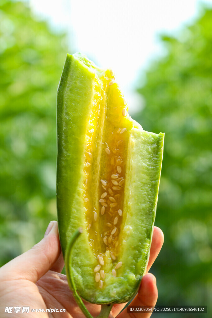 手捧掰开的鲜嫩绿玉米