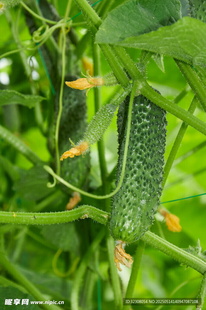 藤蔓上的鲜嫩小黄瓜