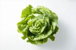新鲜生菜特写