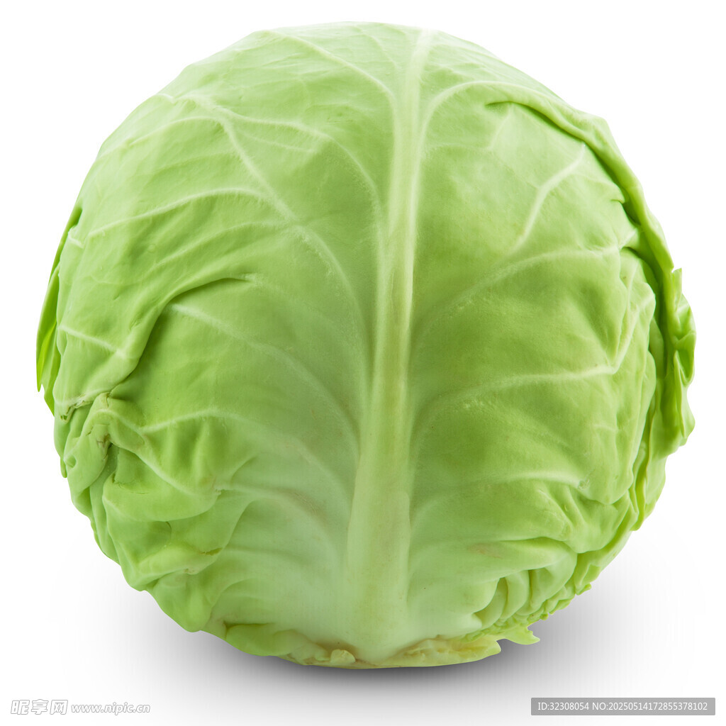 新鲜圆白菜