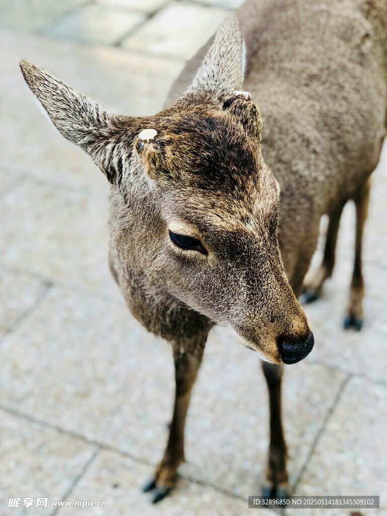 街头小鹿