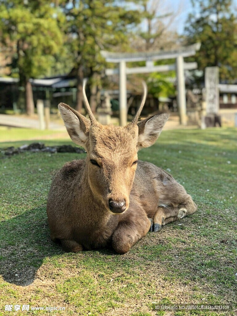 奈良小鹿悠闲躺于草地
