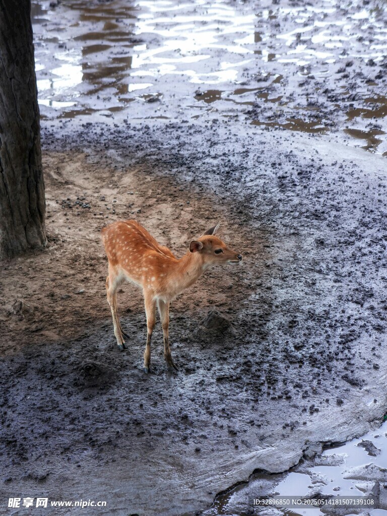 雪地中的小鹿