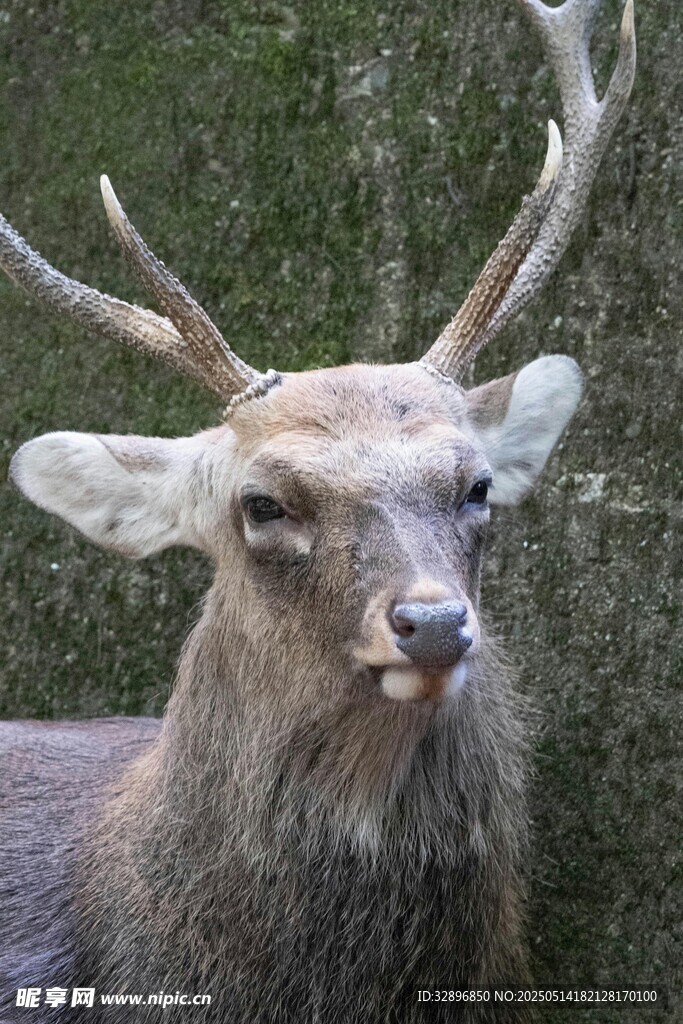 特写长角的野生鹿