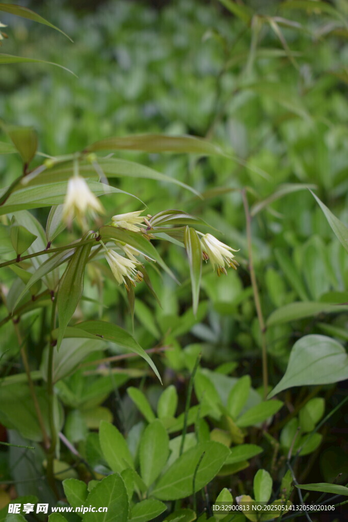 野生白头翁植物特写