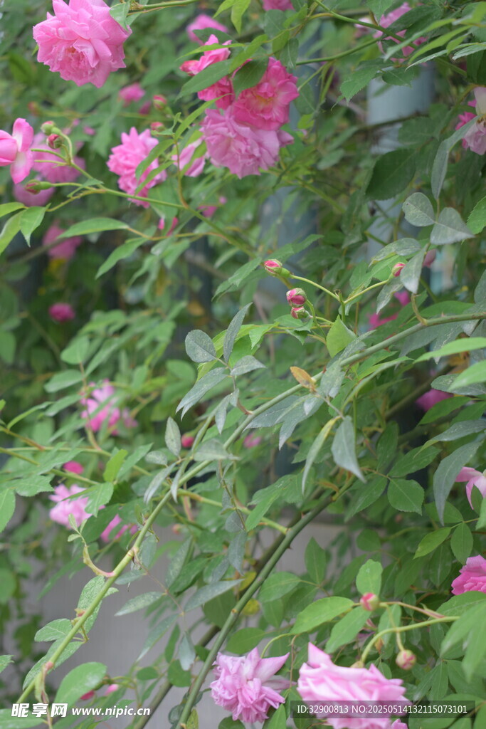 粉色蔷薇绽放绿意间