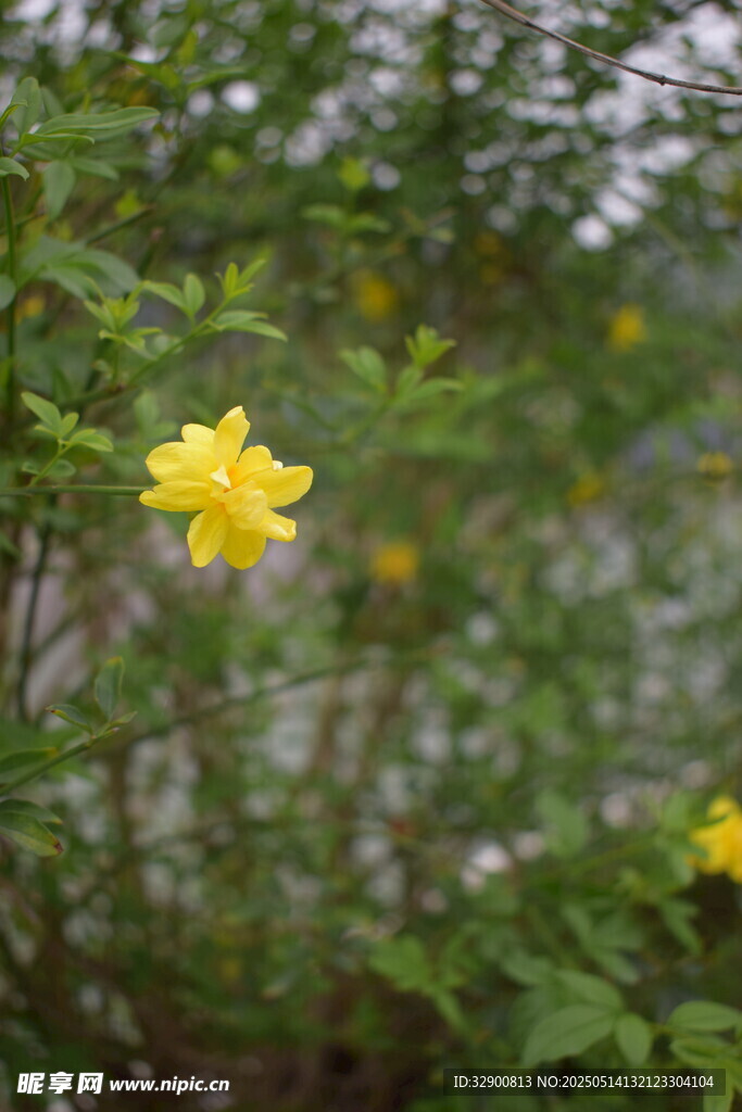 黄色小花绽放绿叶间