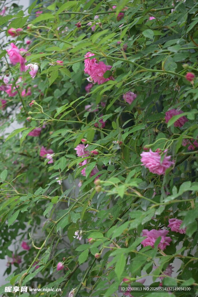 蔷薇花丛绽放美丽花朵