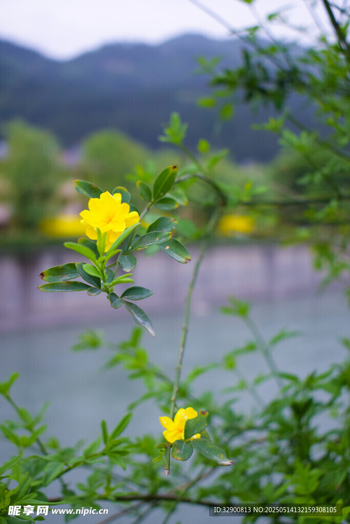 溪边绽放的黄色小花