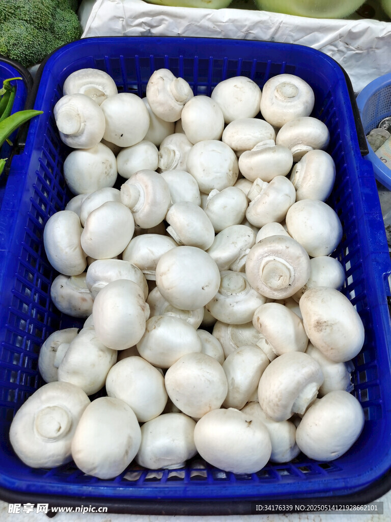 蘑菇