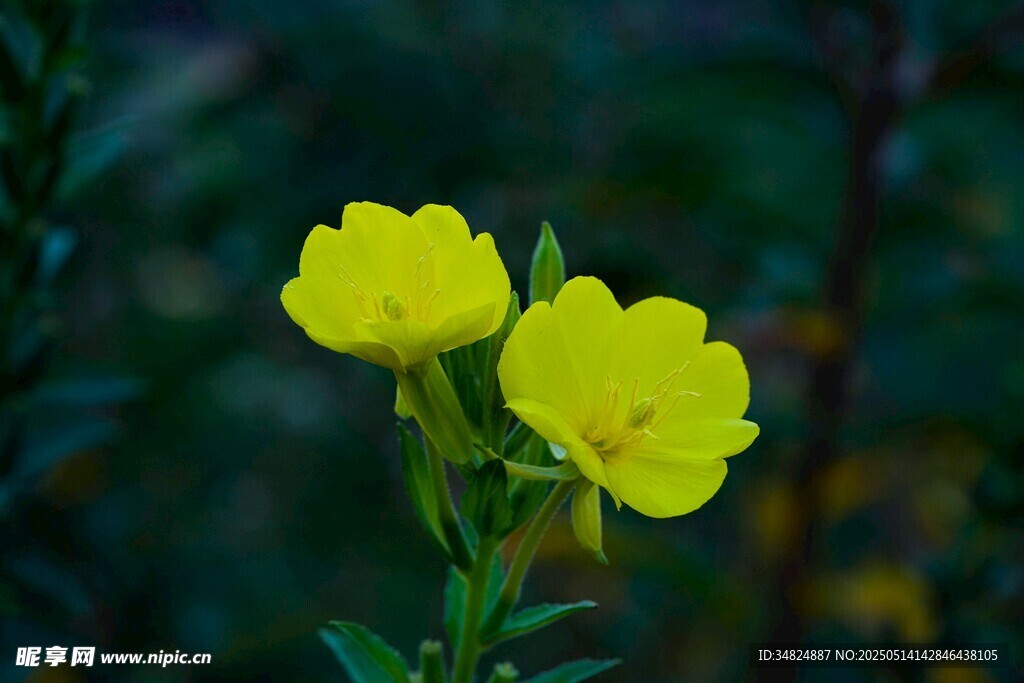 两朵明艳黄色月见草花