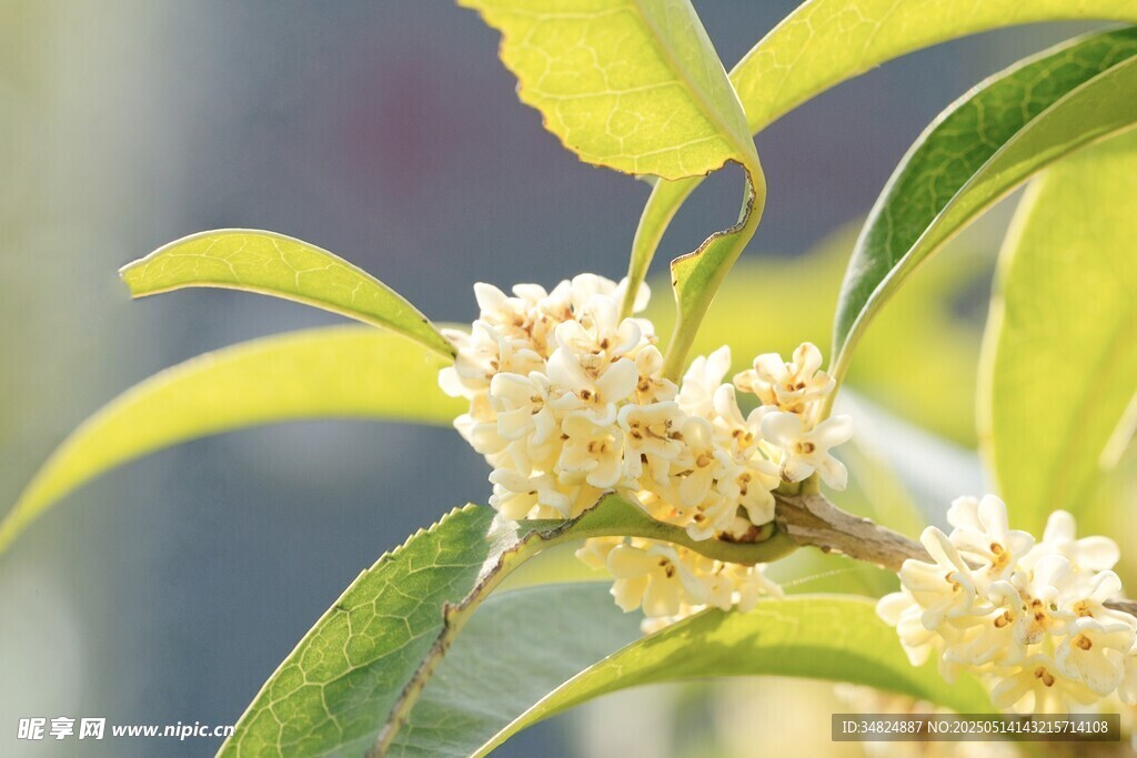 桂花绽放枝头