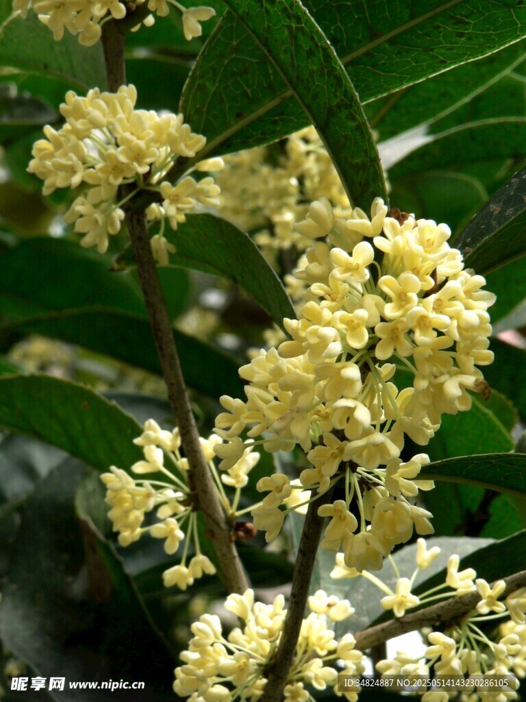 金黄桂花绽放枝头
