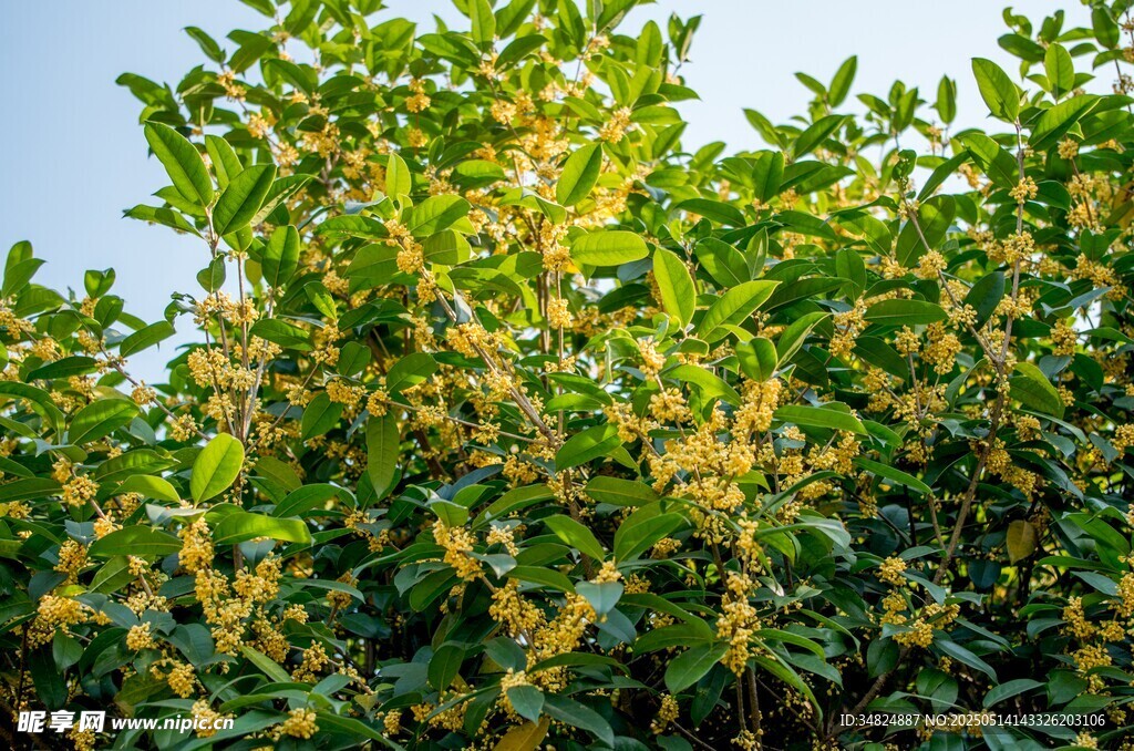 桂花绿叶繁茂的植物景观