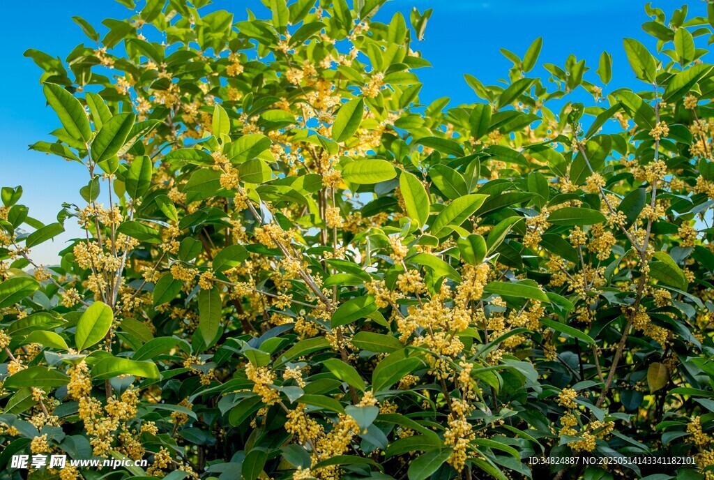 桂花繁茂绿植沐浴蓝天之下