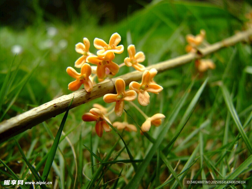 桂花绿草间的橙色小花