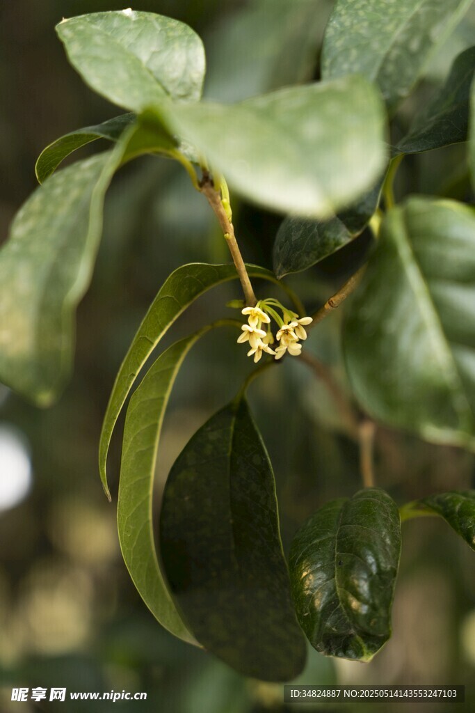 桂花绿叶间的黄色小花