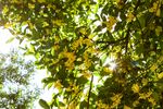 阳光下繁茂桂花