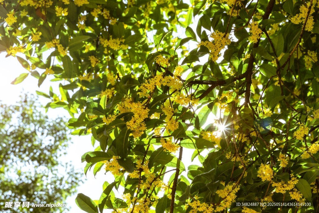 阳光下繁茂桂花