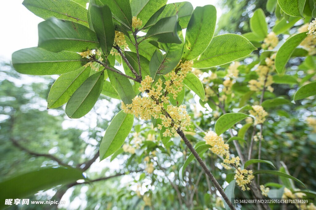 桂花绿叶间绽放的黄色小花