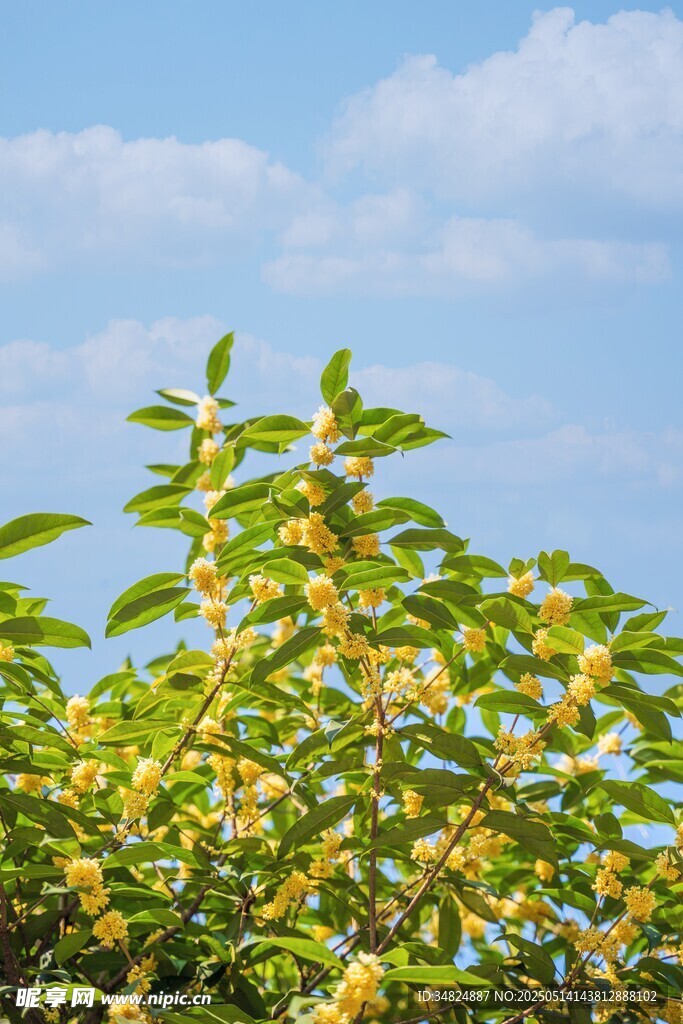 桂花蓝天映衬下的繁茂绿植