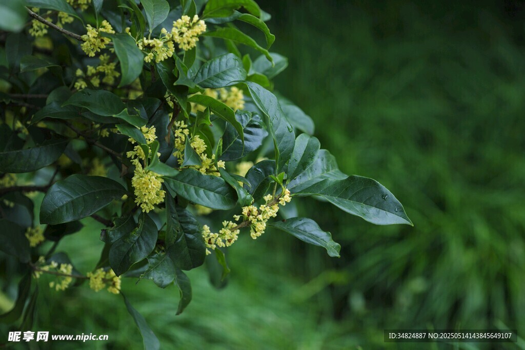 桂花绿叶间的黄色小花绽放