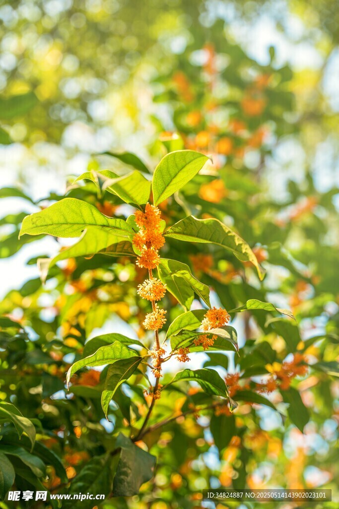 桂花枝头绿叶间的橙色果实