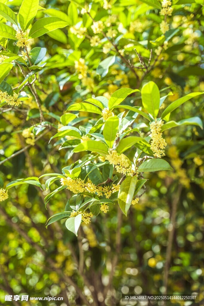 桂花翠绿繁茂的枝叶植物景观