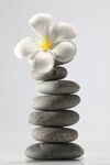 石上鸡蛋花