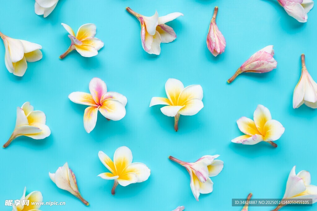 蓝底散落鸡蛋花花朵图