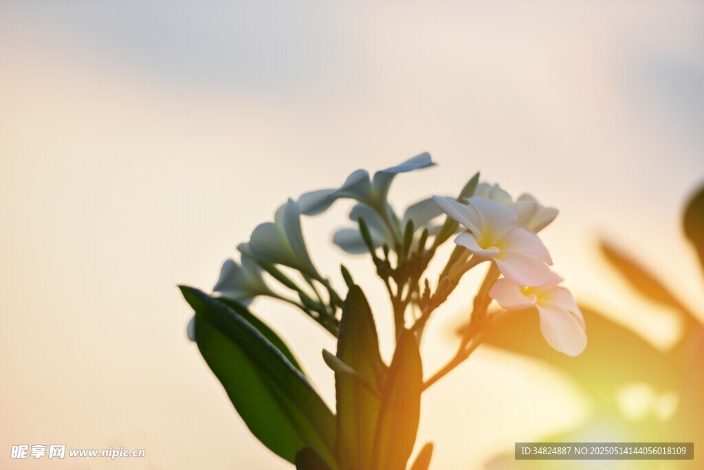 夕阳下绽放的白色花朵