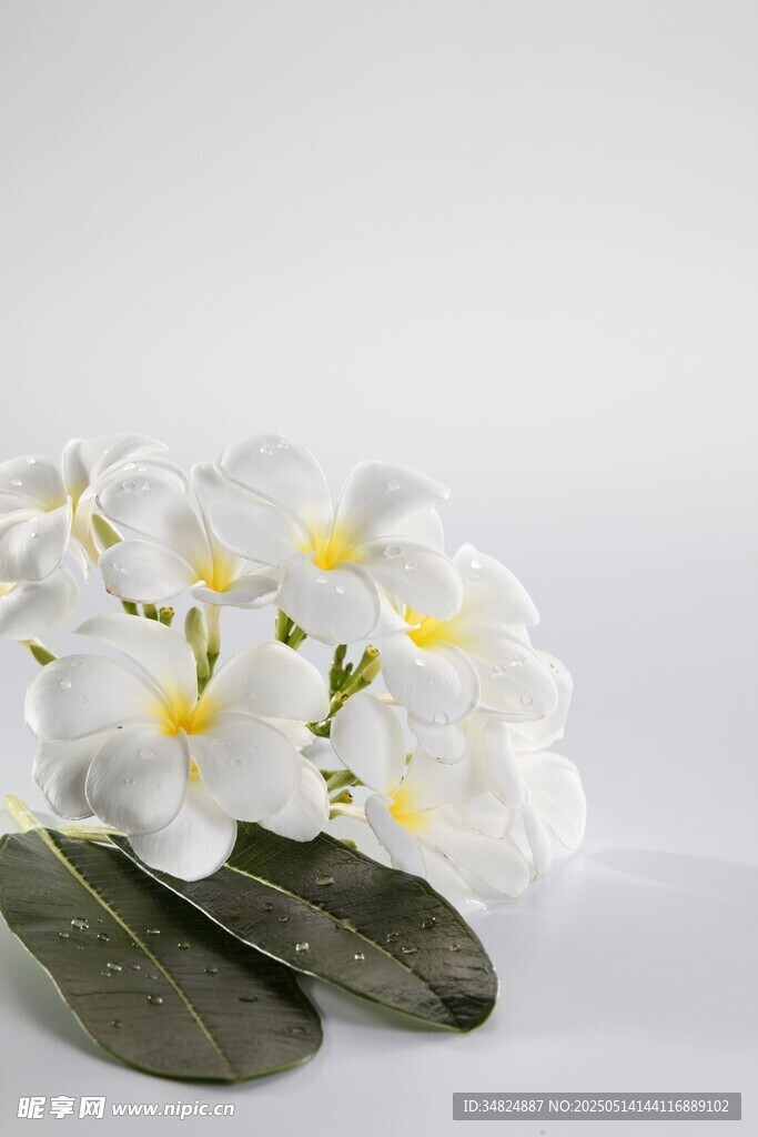 白色鸡蛋花与绿叶组合