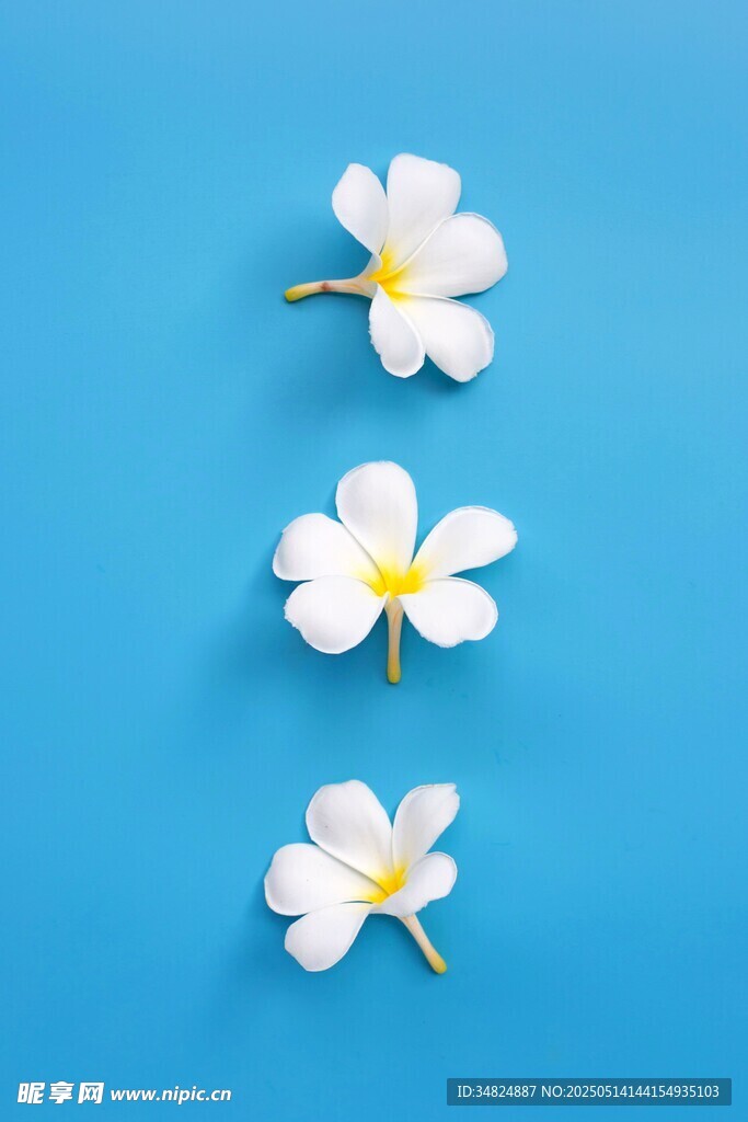 蓝色背景上的三朵鸡蛋花