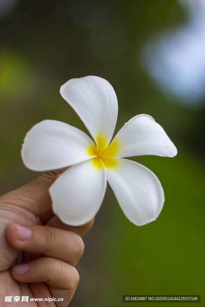 手捧绽放鸡蛋花