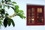 桂花