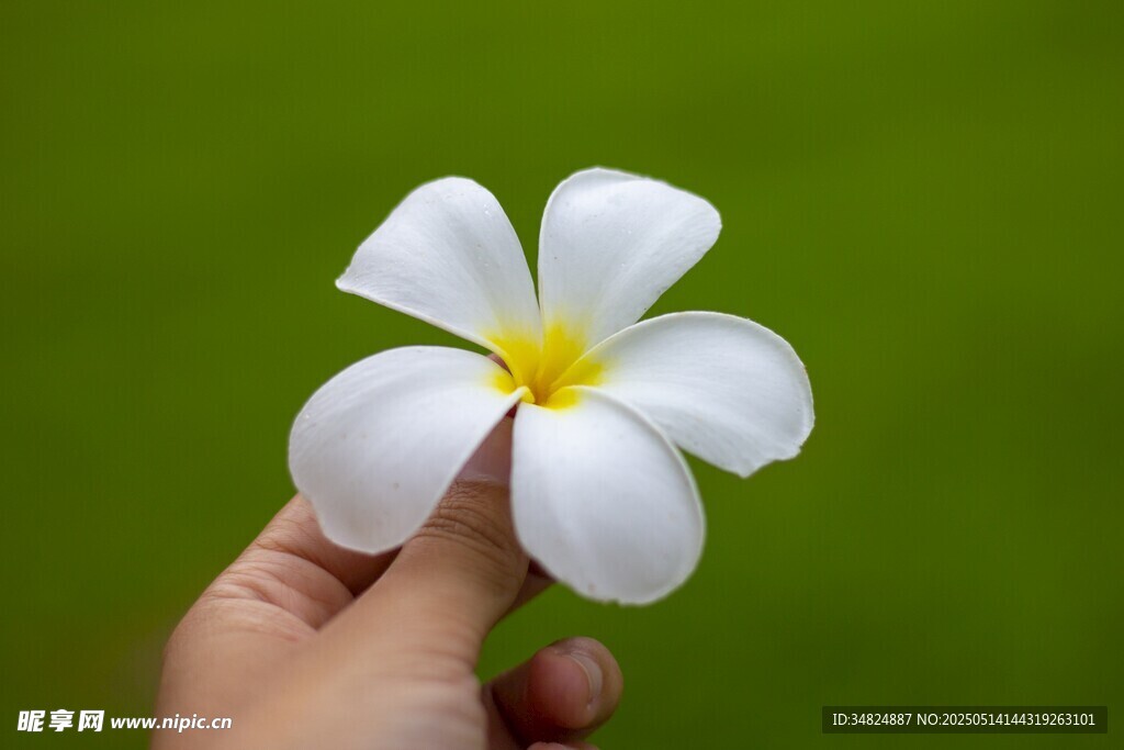 手捧白色鸡蛋花特写