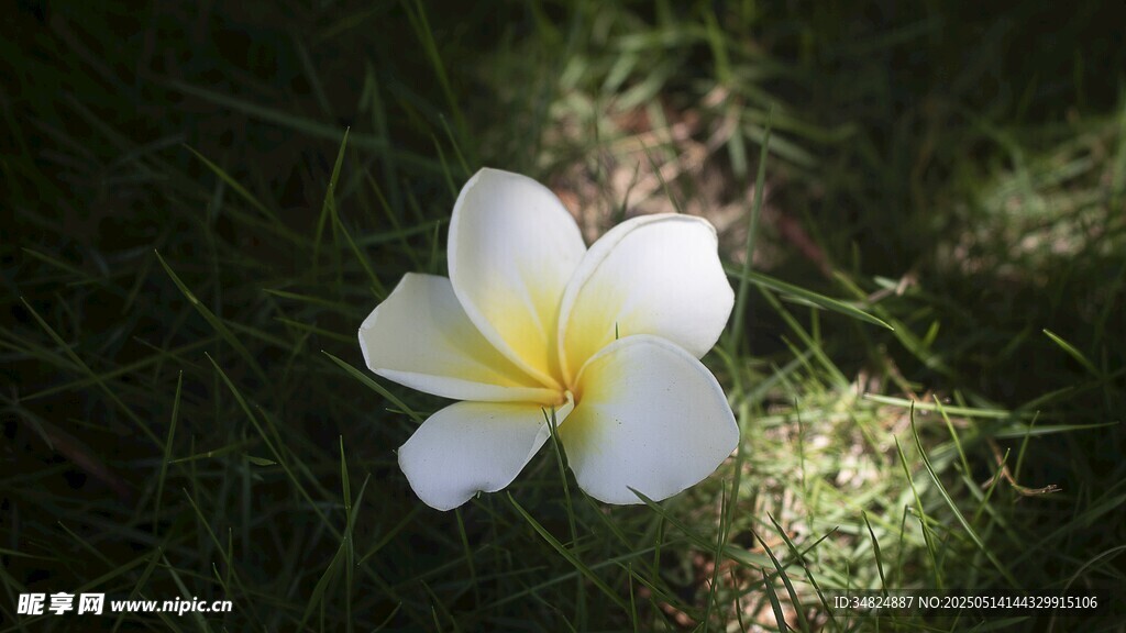 草地上的单朵白色鸡蛋花