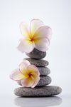 鸡蛋花