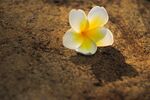 鸡蛋花