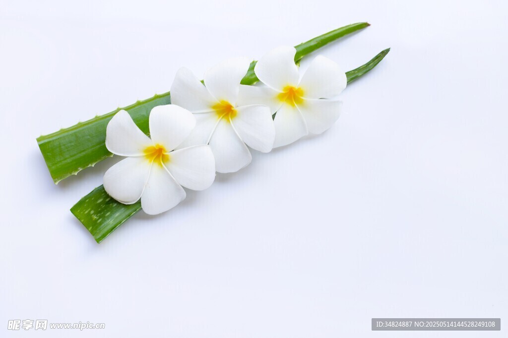 白色鸡蛋花与绿叶特写